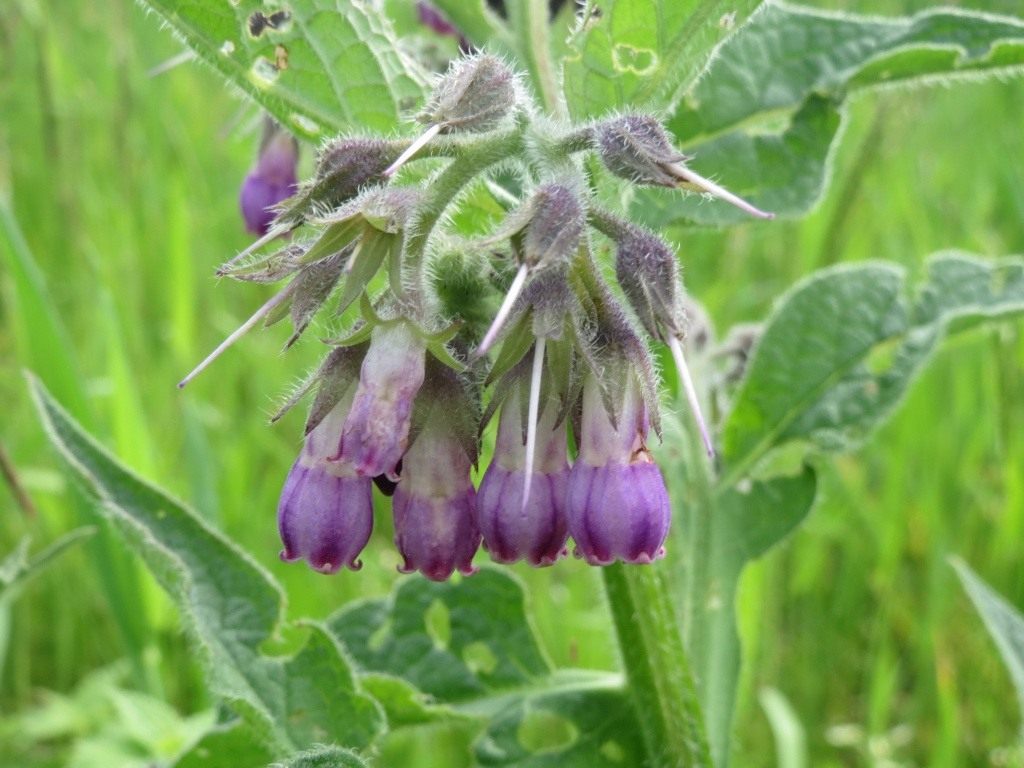 Comfrey officinalis: where it grows, photo and description