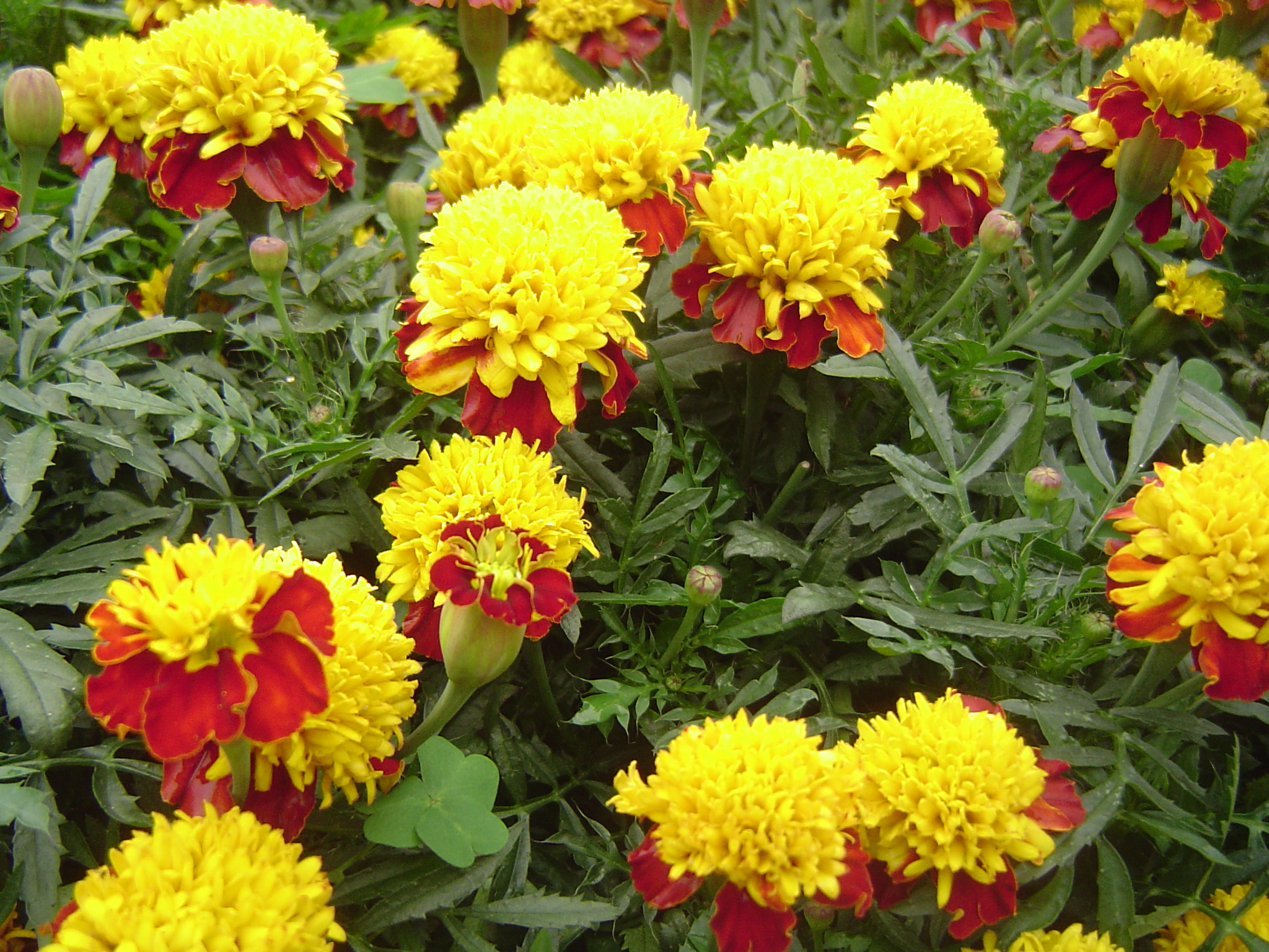 Marigolds: varieties, description and photos of flowers