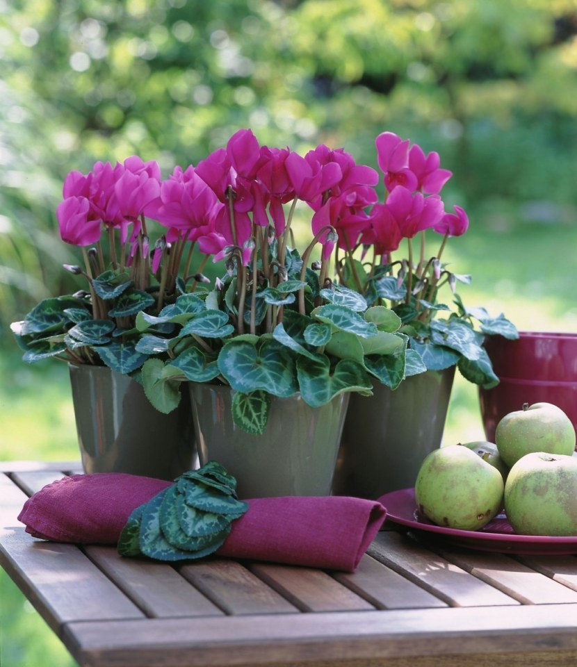 How to grow cyclamen from seeds at home