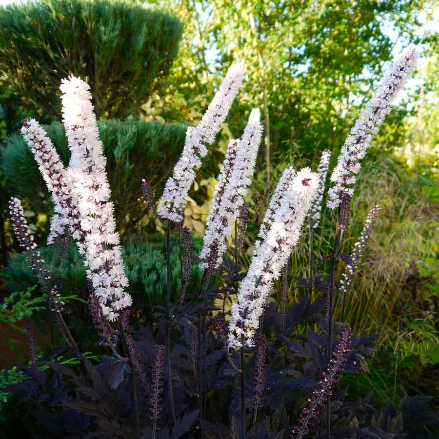 Planting and caring for the racemose black cohosh: varieties, photos