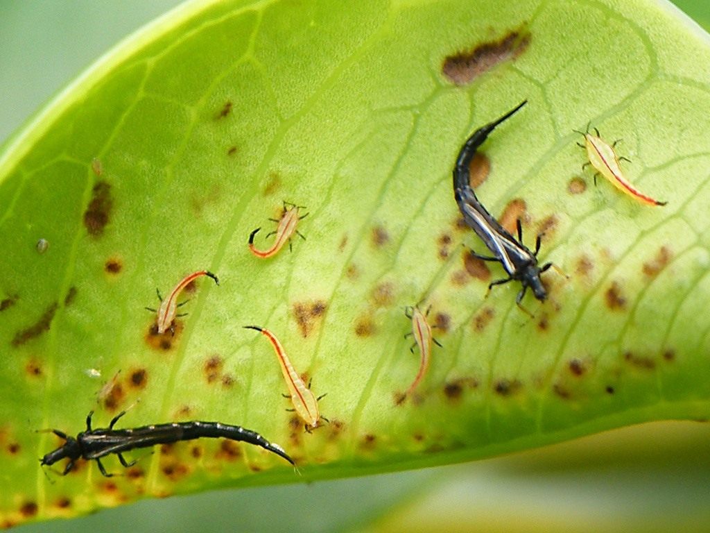 How to deal with thrips on indoor plants: methods and photos