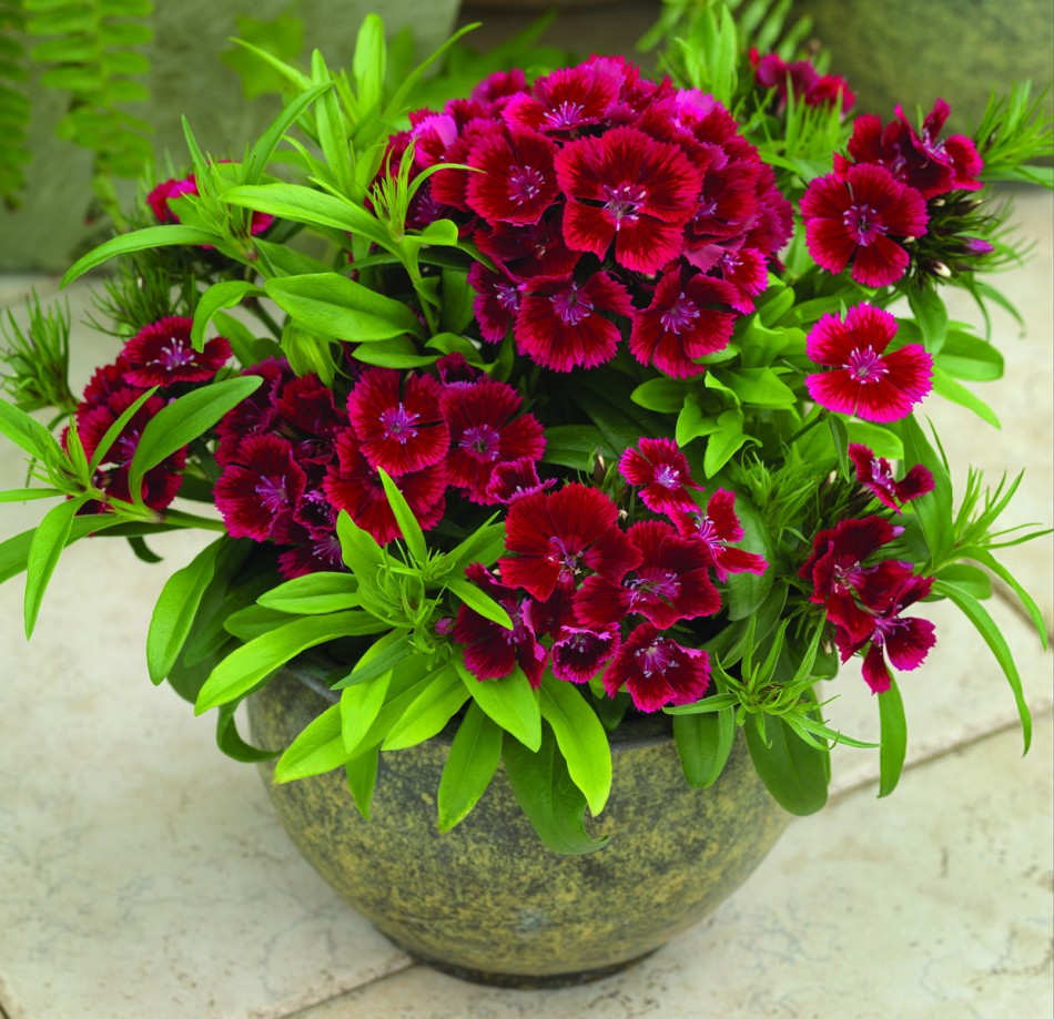 Growing Turkish carnations from seeds: description, photo