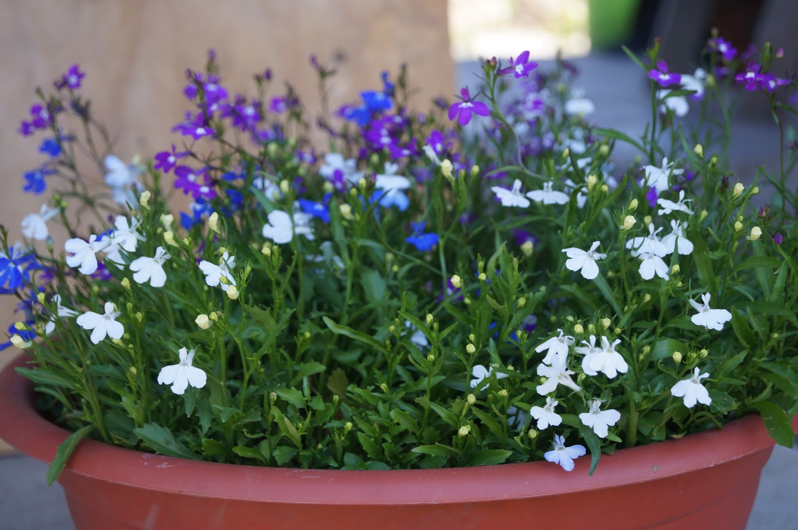 Growing lobelia from seeds at home