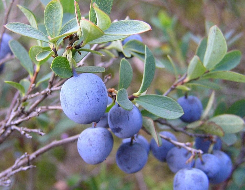 Blueberry pruning rules: what you need to know when starting to prune blueberries