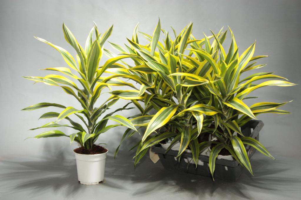 Dracaena flower: growing at home and photo