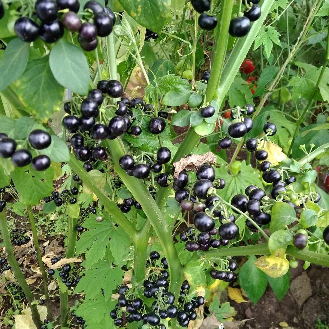 About blueberry forte, which has nothing to do with blueberries