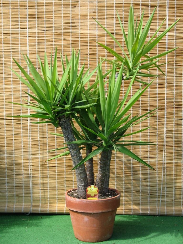 Yucca flower: growing at home, photo