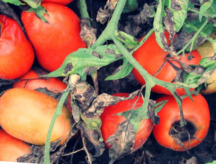 Alternaria on tomatoes