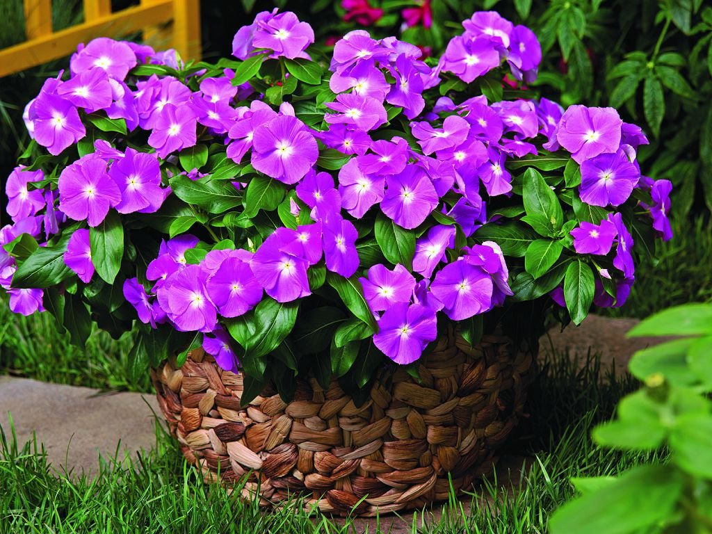 Features of growing periwinkle, photo of garden flowers