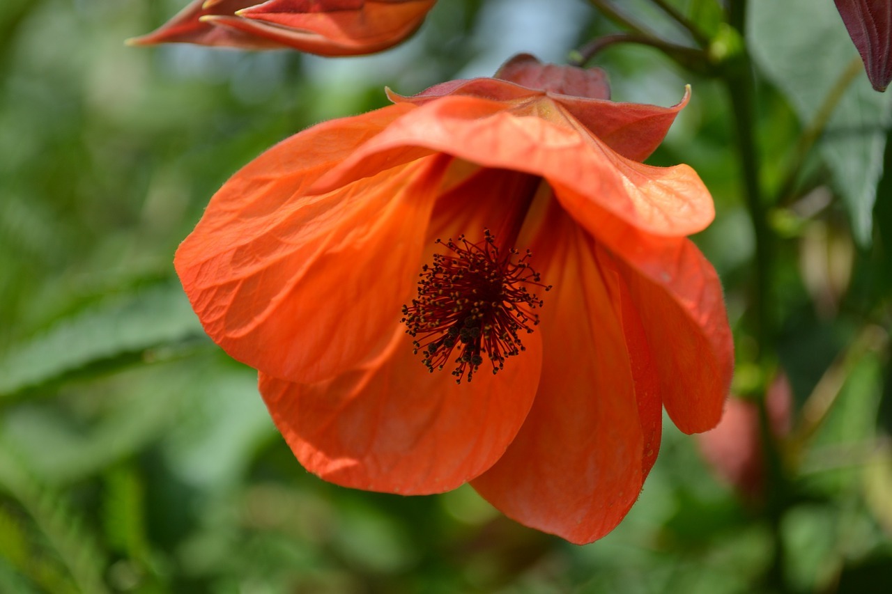 Caring for abutilon at home: varieties, photos