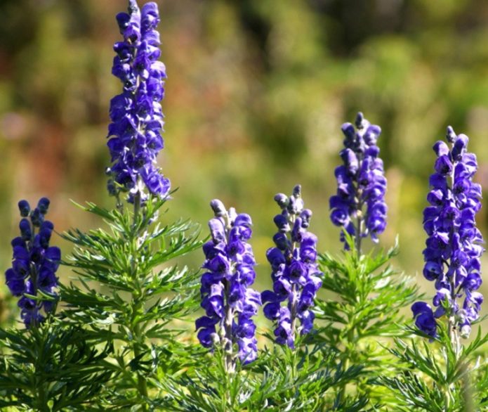 Plant aconite