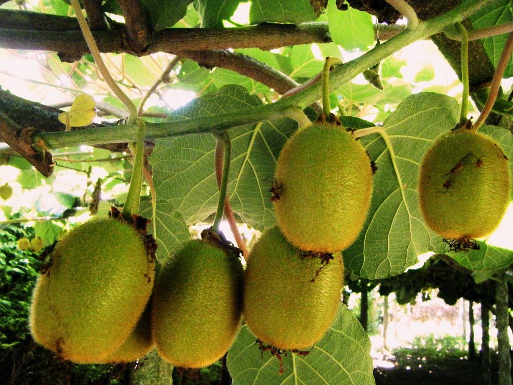 Growing actinidia: photo, care and planting in the Moscow region