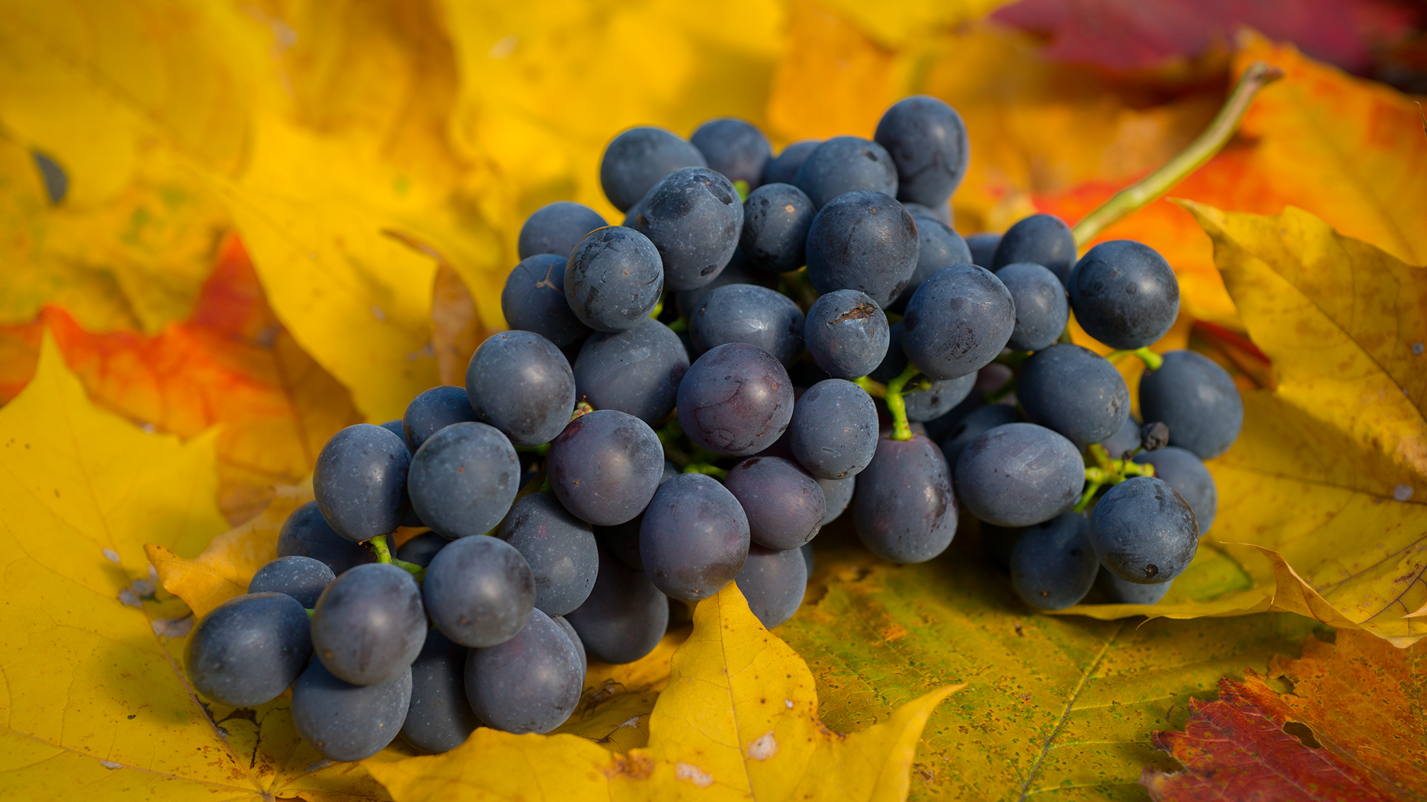 Donskoy Agate is a precious grape variety: pedigree, characteristics and comparison with other varieties