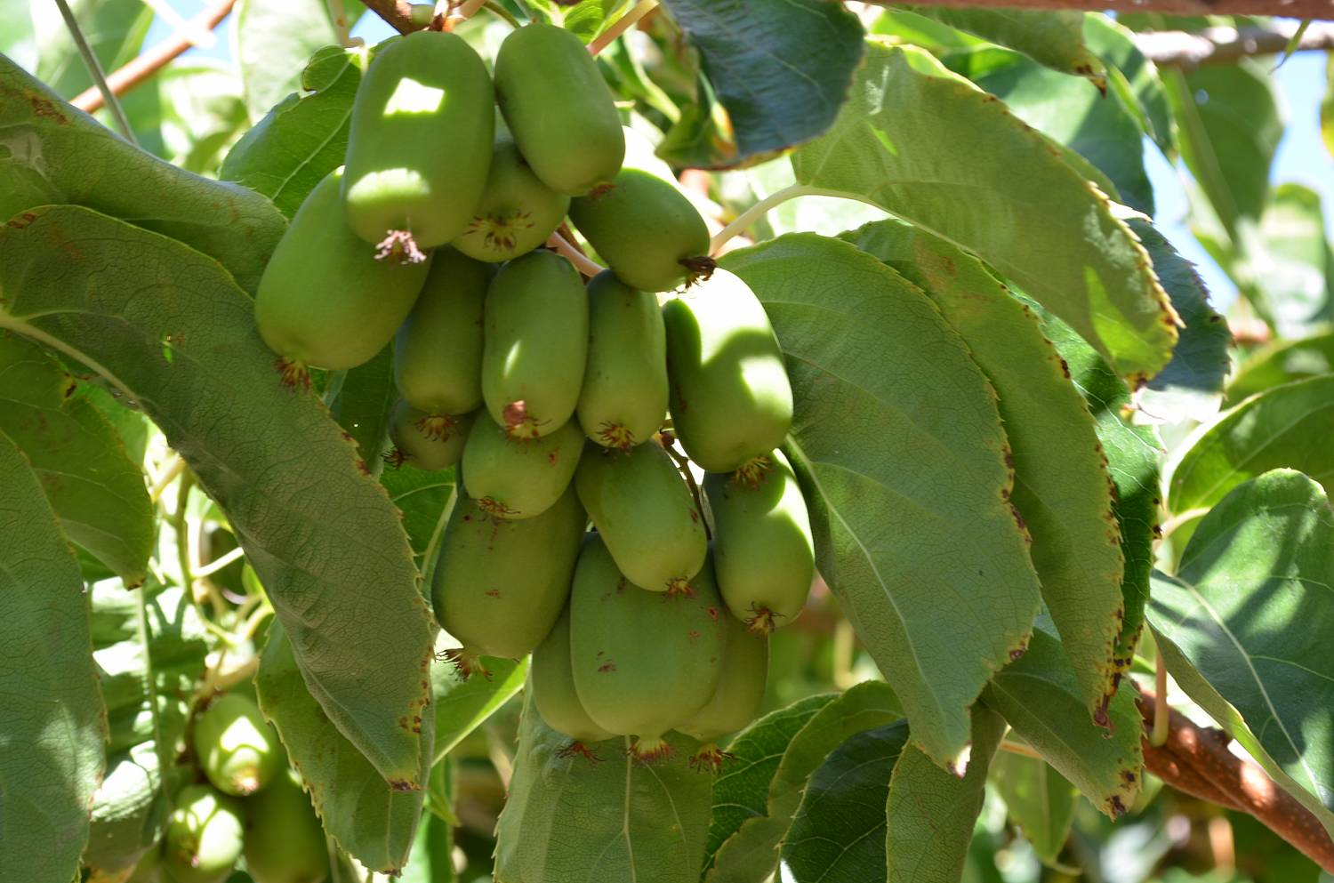 Actinidia for the Moscow region: kolomikta and other varieties, photo