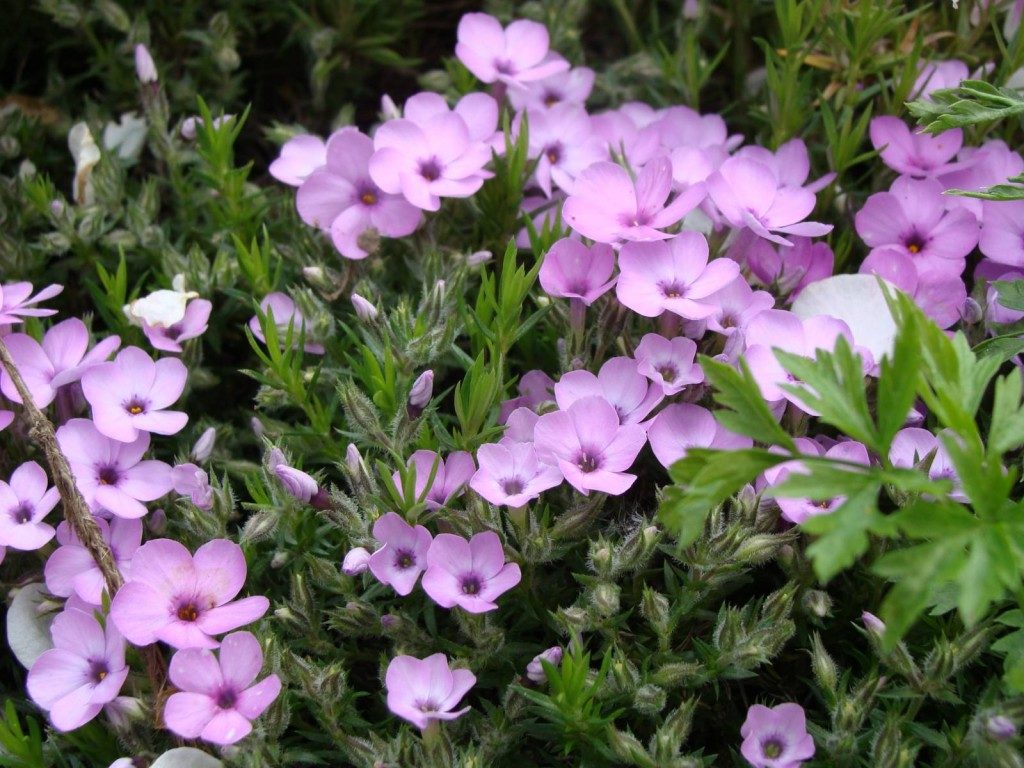 The most unpretentious perennial flowers blooming all summer