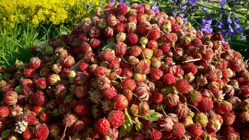 Altai strawberry