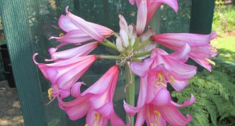 Amaryllis paradiscola