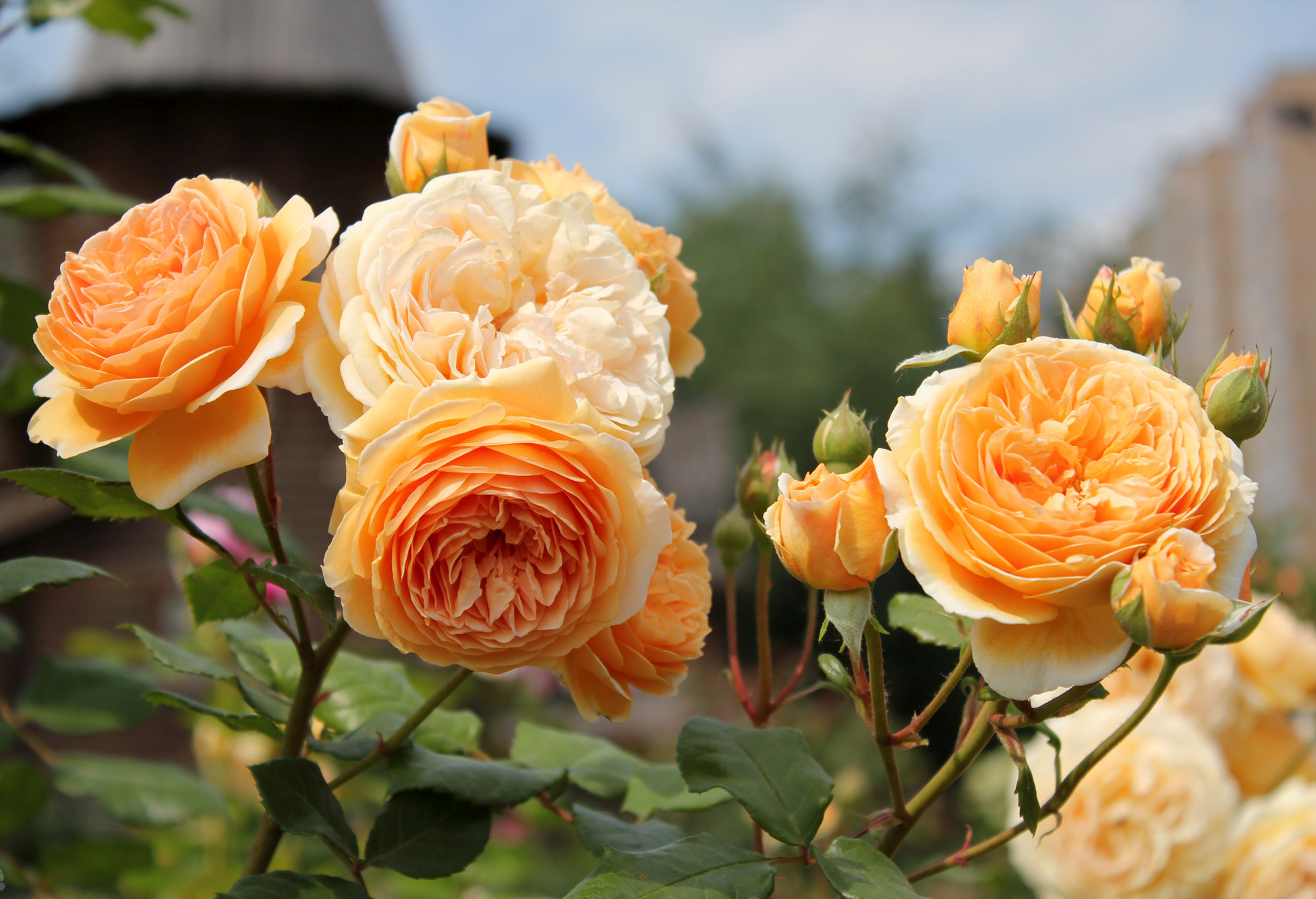 About old and modern varieties of roses, their description and names