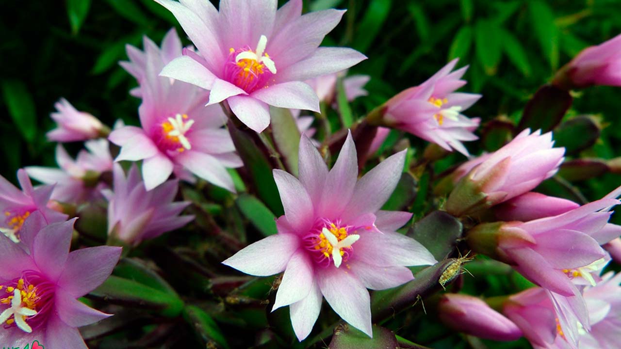 Rhipsalidopsis (Easter cactus): home care