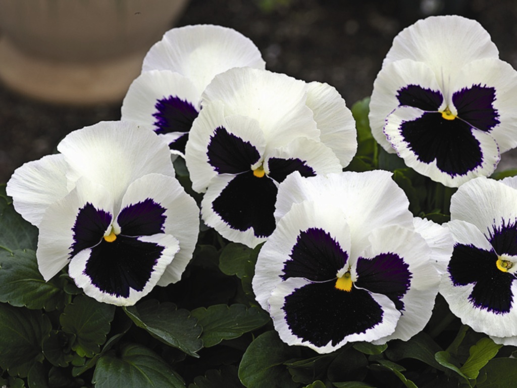 Viola Vittroka: photo and key characteristics of the plant