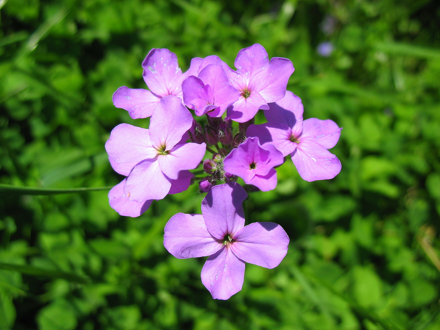 Night beauty violet: photo of a flower and features of its cultivation