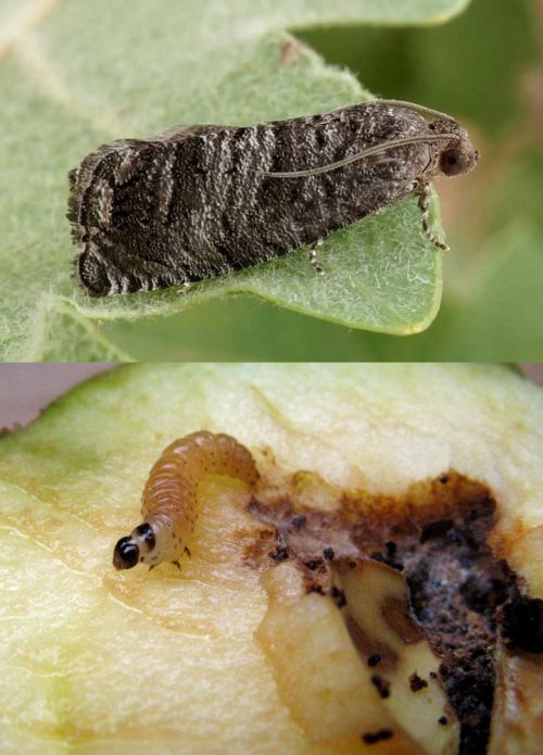 Butterfly and caterpillar of the pear moth