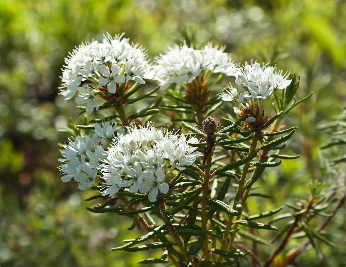 When does the rosemary plant bloom and what does it look like?