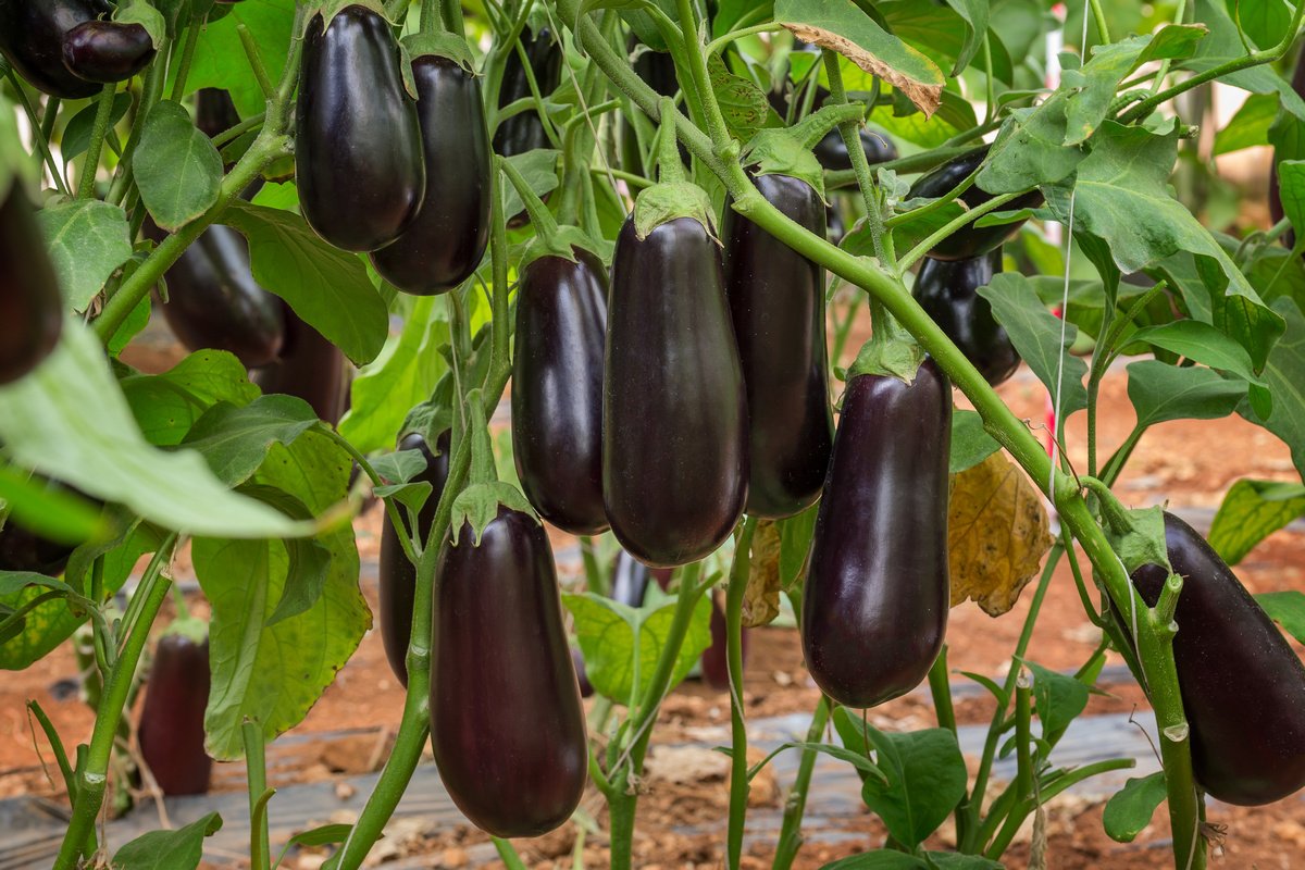 Clorinda F1: an unpretentious early maturing eggplant variety