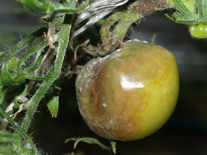 Bacterial necrosis on tomatoes