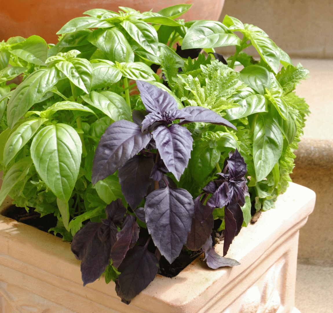 Gourmet recipe: fresh basil all year round at home