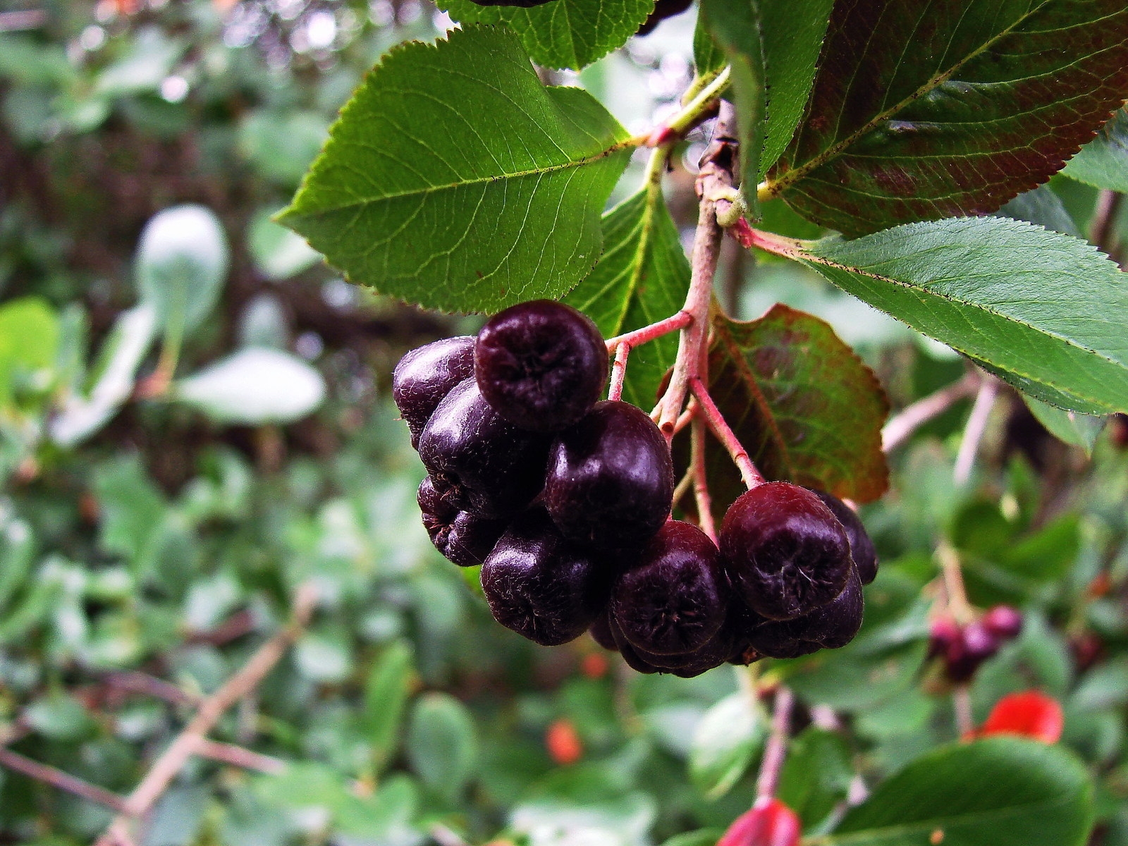 Black chokeberry and common mountain ash - related plants