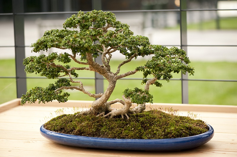 Bonsai