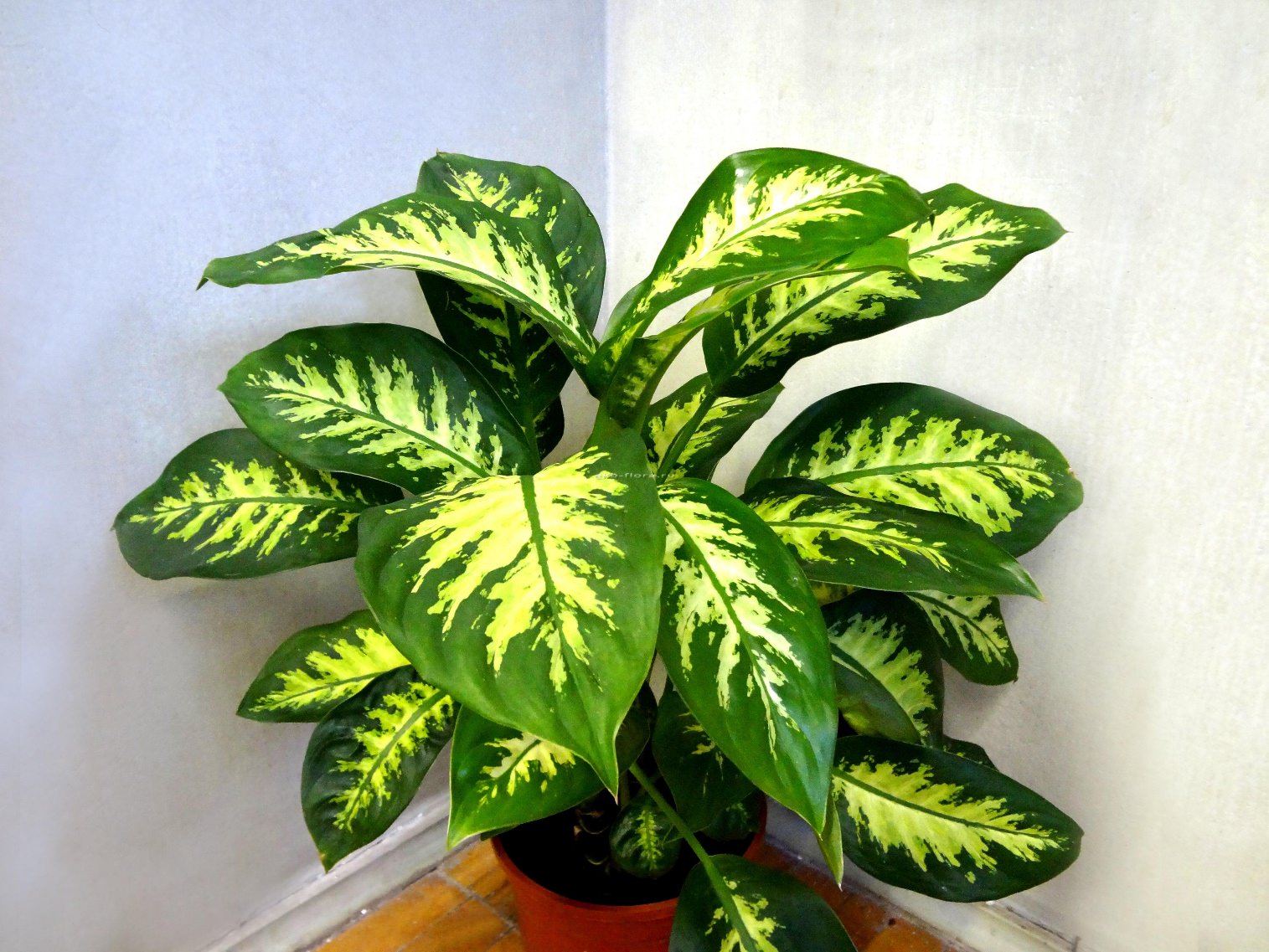 Can dieffenbachia be kept at home and why not?