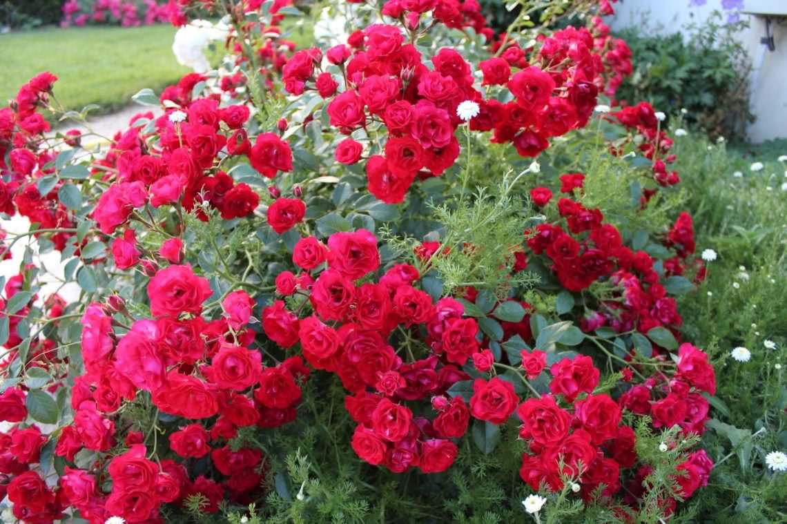 Ground cover roses are winter-hardy varieties that bloom all summer