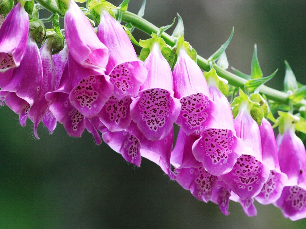 Digitalis: varieties and photos, planting and care in the open field