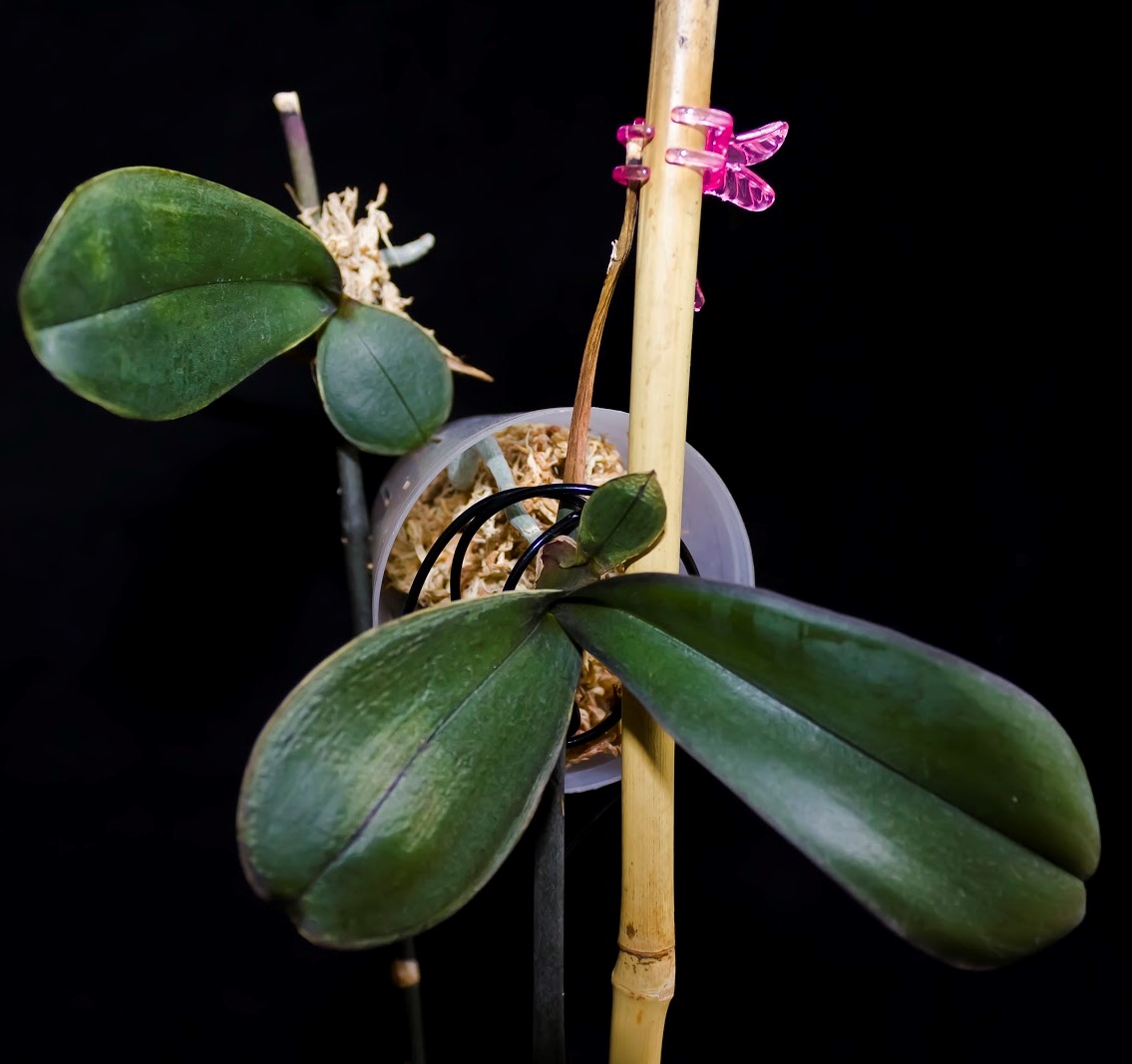 How to plant an orchid at home: tips, photos