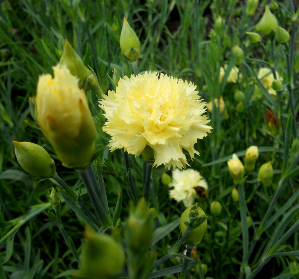 Shabo carnation: planting and care features, flower photo