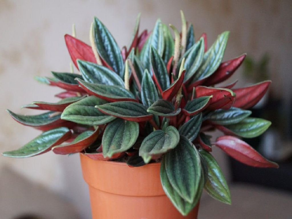 Peperomia flower: varieties, photos, home care