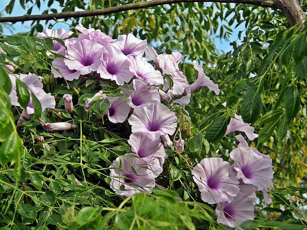 Planting morning glory in the open field and caring for it: tips, photos