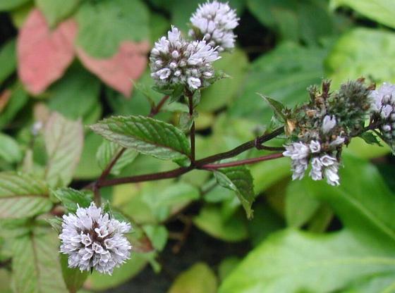 Peppermint: medicinal property and contraindications