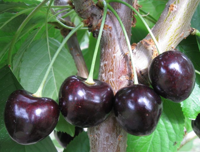 The most popular varieties and features of growing black cherries