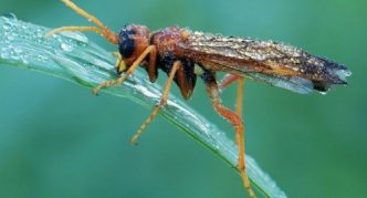 Blackcurrant fruit sawfly on a leaf