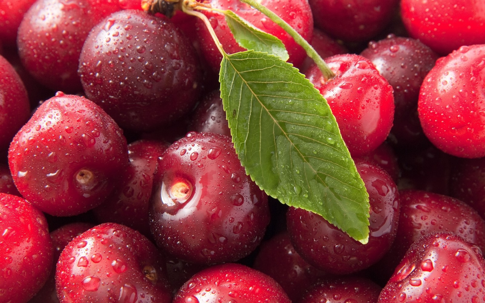 Varieties and types of cherries: their characteristics for different regions of Russia and Ukraine