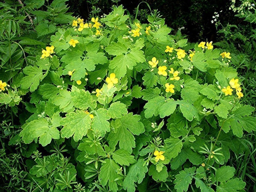 Celandine: useful properties, contraindications, recipes