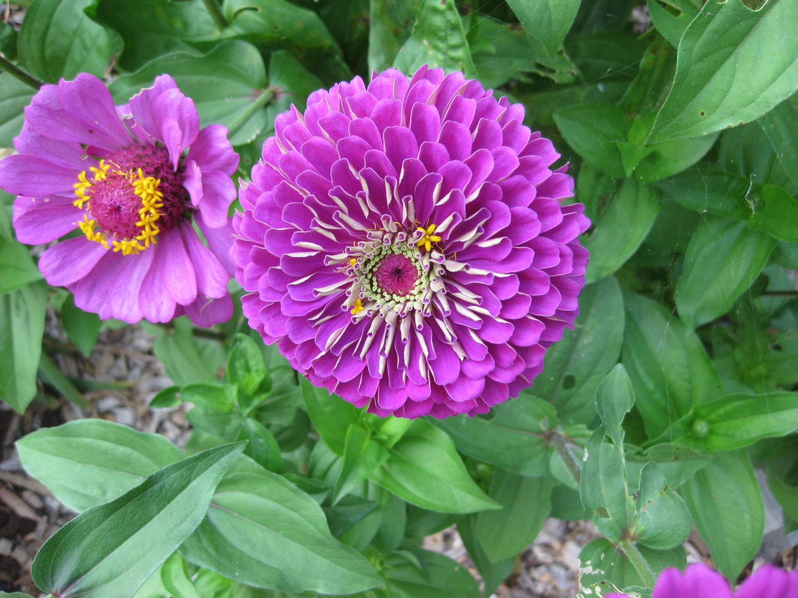 Zinia: species, varieties, names with photos and descriptions