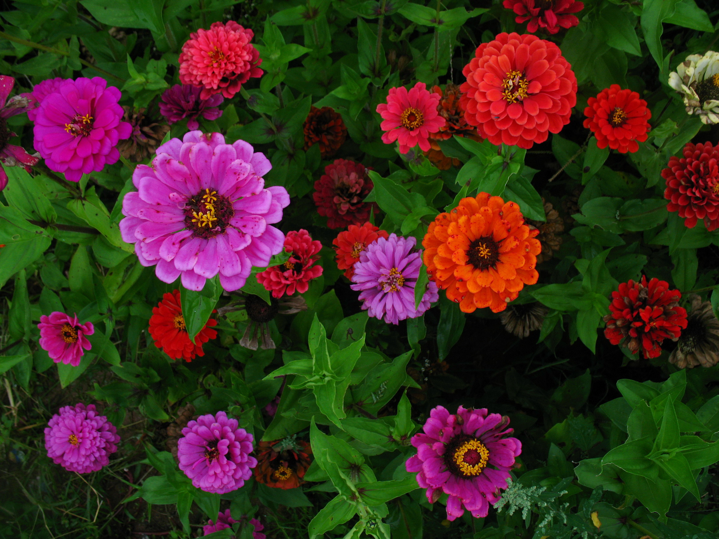 Growing zinnia: varieties and photos of flowers