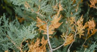 Thuja cytosporosis