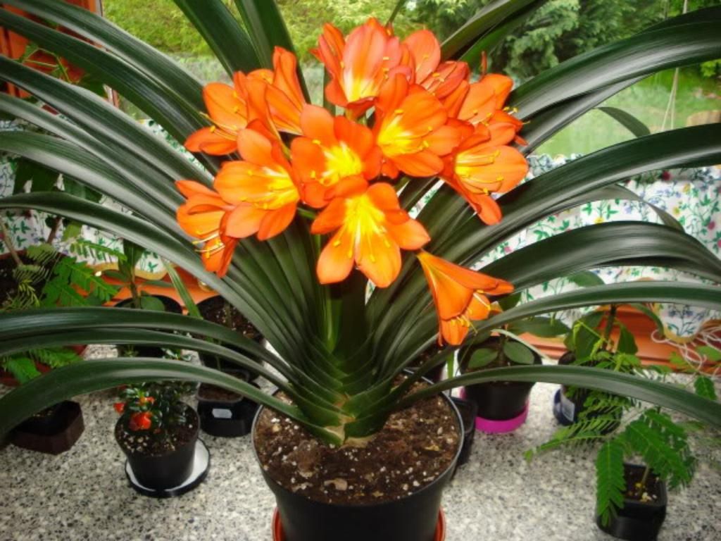 Caring for clivia at home: why doesn't it bloom?