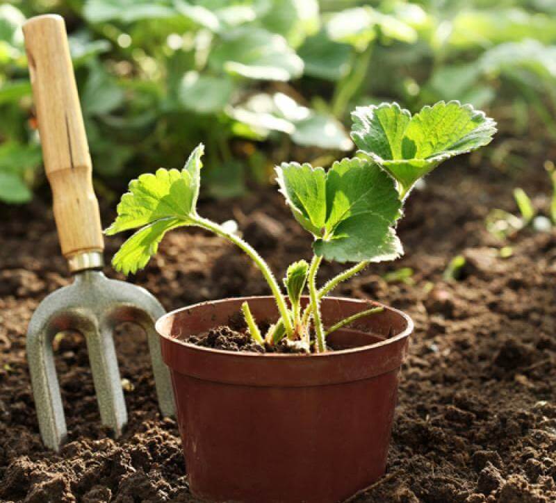 Sowing strawberries for seedlings with seeds, preparation and sowing methods