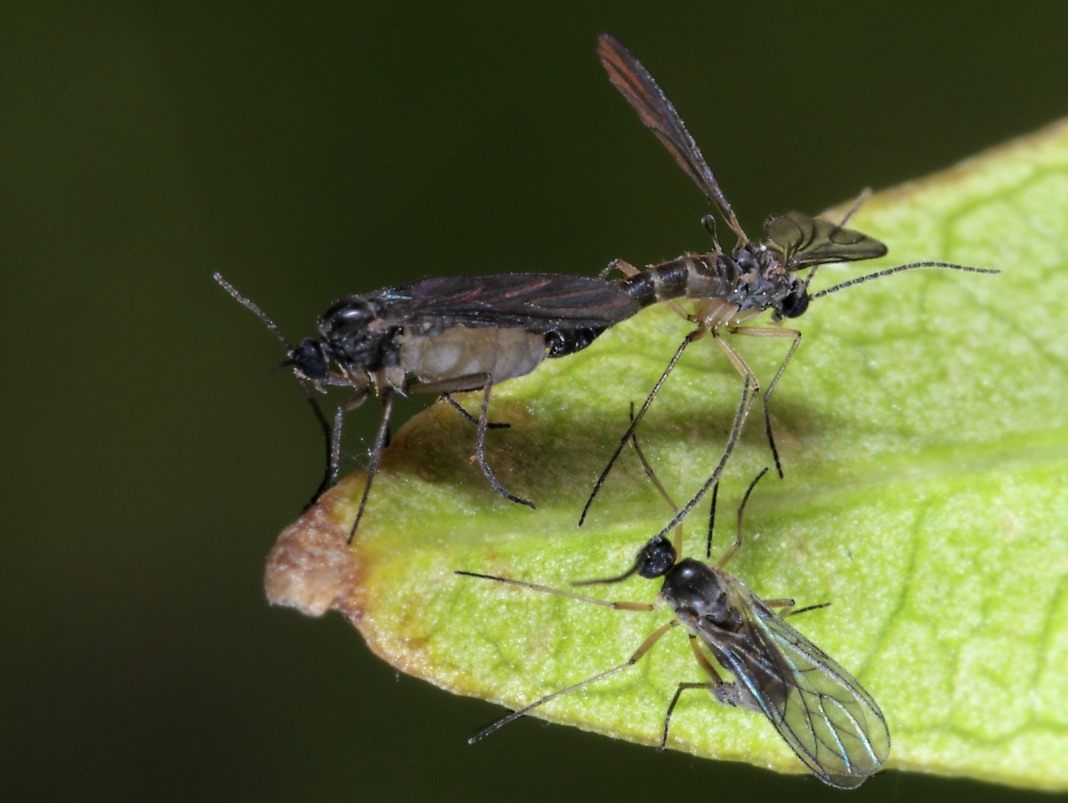 How to get rid of midges living in flower pots?